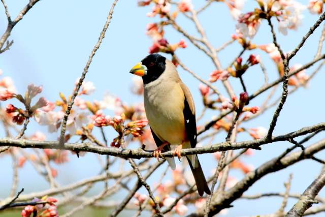 f:id:digibirds:20120408182525j:image