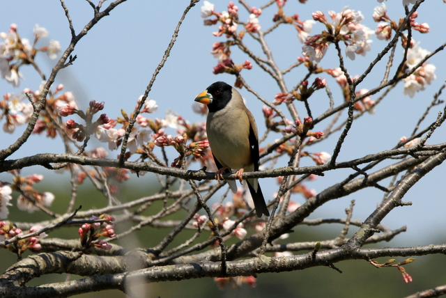 f:id:digibirds:20120409171456j:image
