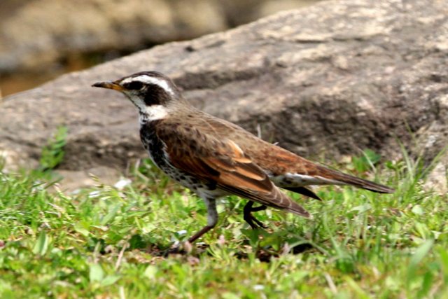 f:id:digibirds:20120418003516j:image