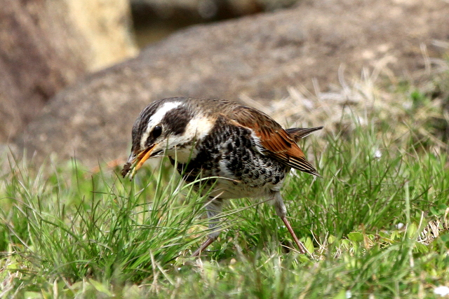 f:id:digibirds:20120418003517j:image