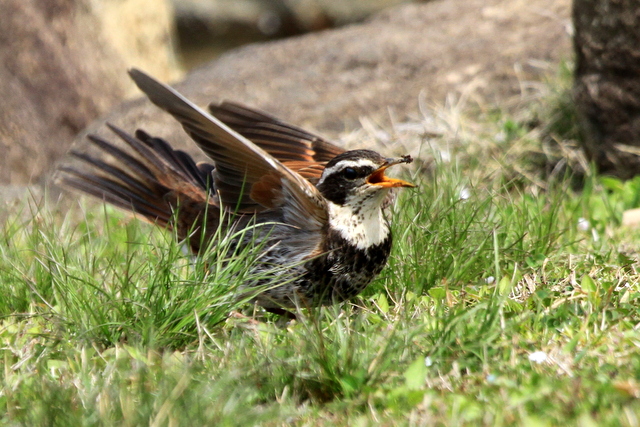 f:id:digibirds:20120418003519j:image