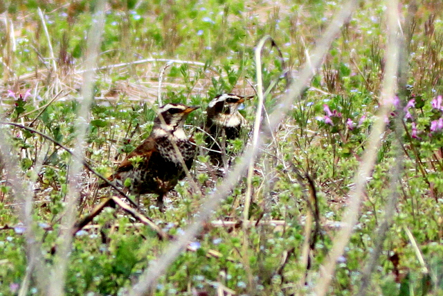 f:id:digibirds:20120418003521j:image