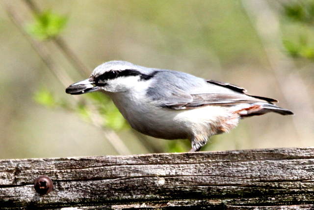 f:id:digibirds:20120523055646j:image