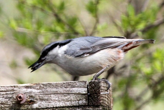 f:id:digibirds:20120523055649j:image