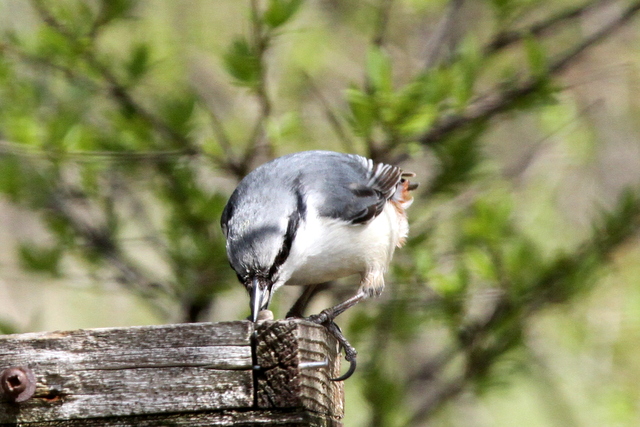 f:id:digibirds:20120523055650j:image