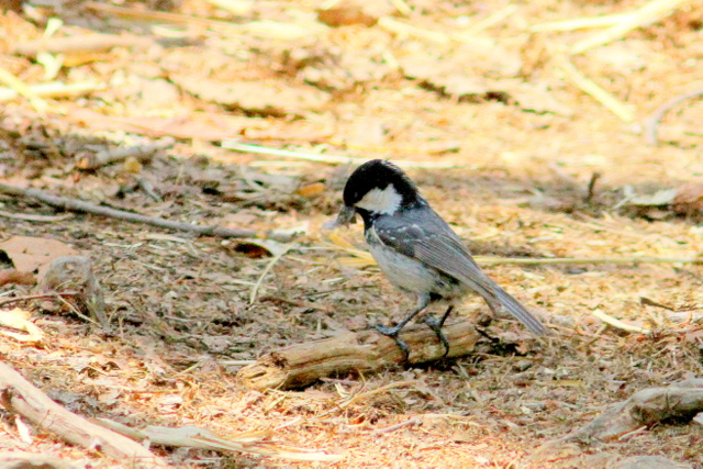 f:id:digibirds:20120601184708j:image