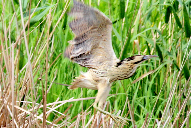 f:id:digibirds:20120604000414j:image