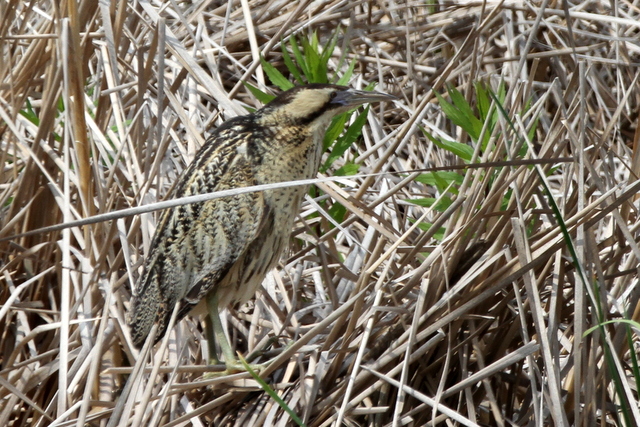 f:id:digibirds:20120604000419j:image