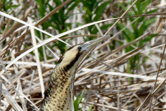 f:id:digibirds:20120604000421j:image