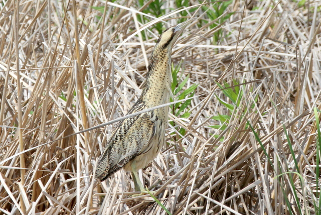 f:id:digibirds:20120604000422j:image