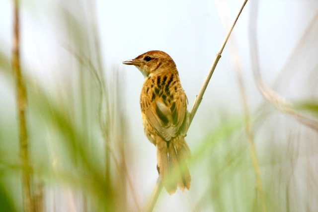 f:id:digibirds:20120605192930j:image
