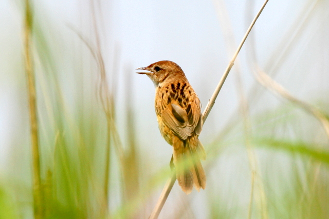 f:id:digibirds:20120605192932j:image