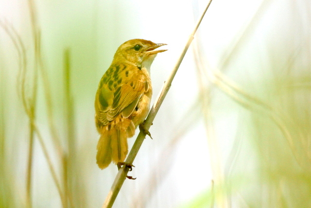 f:id:digibirds:20120605192933j:image