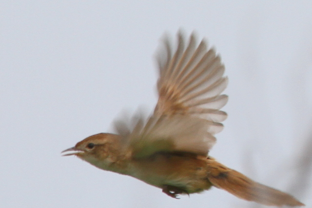f:id:digibirds:20120606182936j:image