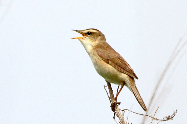 f:id:digibirds:20120606193440j:image