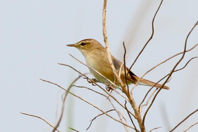 f:id:digibirds:20120606193446j:image