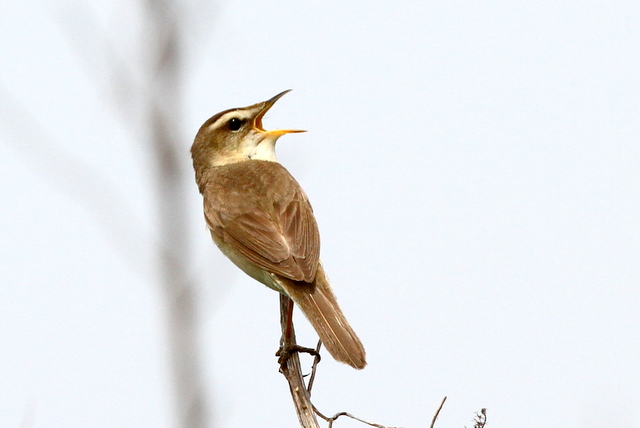 f:id:digibirds:20120606193448j:image