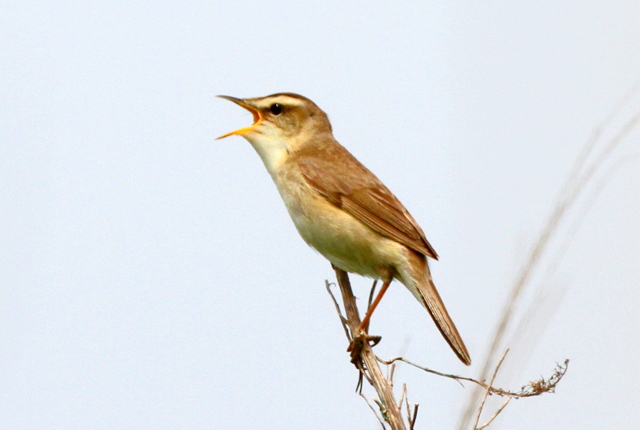 f:id:digibirds:20120606193449j:image