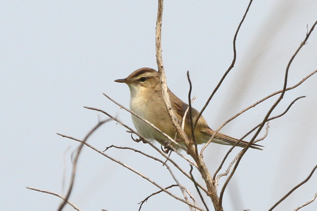 f:id:digibirds:20120607045922j:image