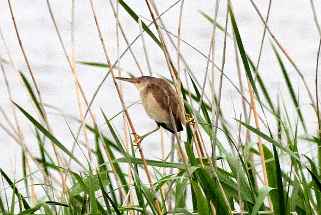 f:id:digibirds:20120608000642j:image