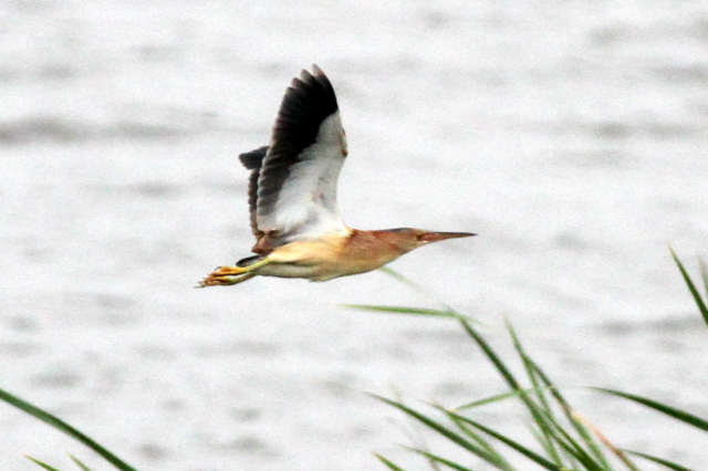 f:id:digibirds:20120608000644j:image