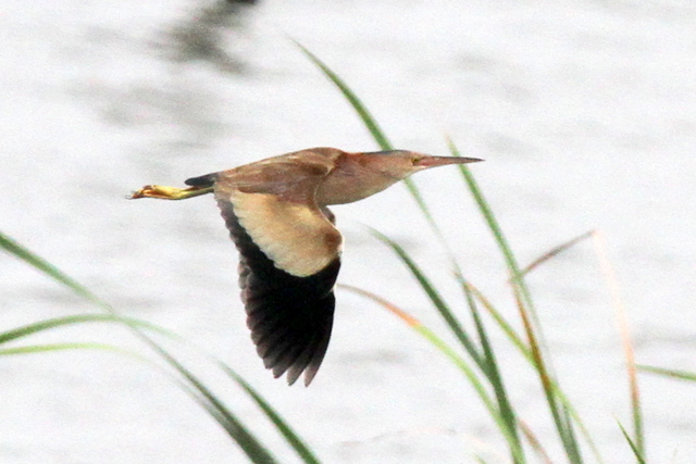 f:id:digibirds:20120608000645j:image