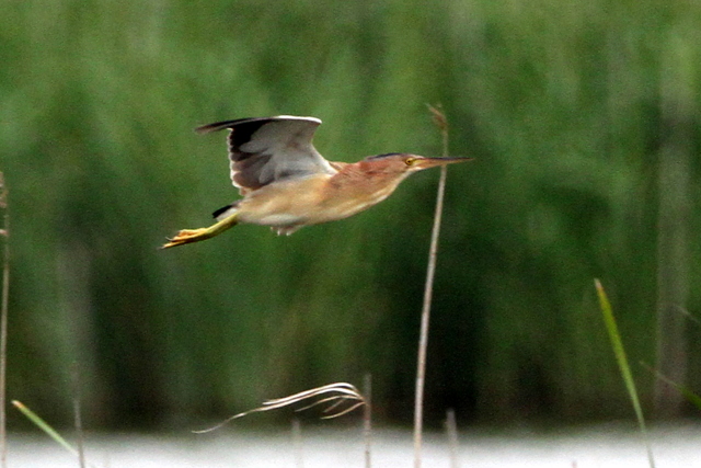f:id:digibirds:20120608000646j:image