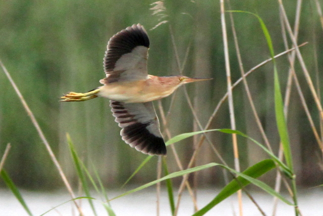 f:id:digibirds:20120608000647j:image