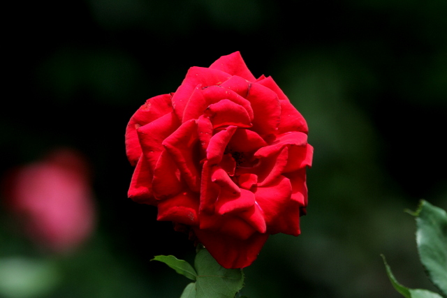 f:id:digibirds:20120608234715j:image