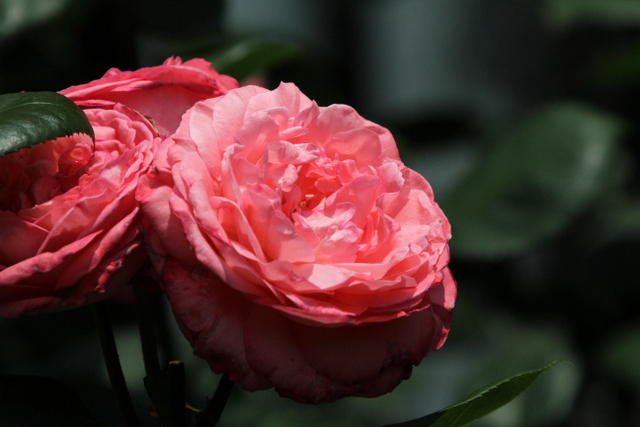 f:id:digibirds:20120609054608j:image