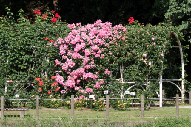 f:id:digibirds:20120609054612j:image