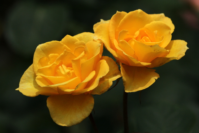 f:id:digibirds:20120610223140j:image
