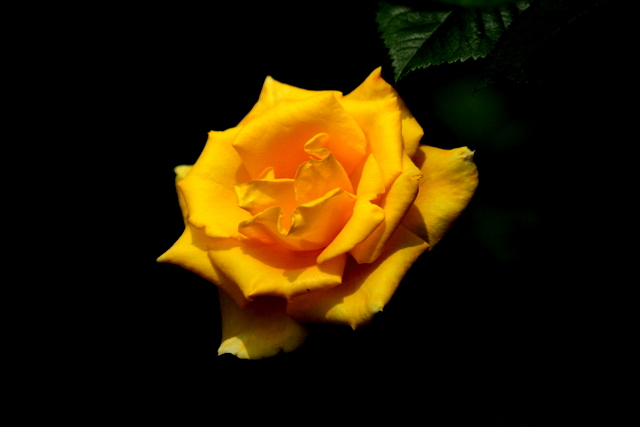 f:id:digibirds:20120610223142j:image