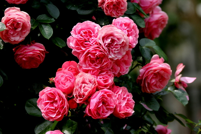 f:id:digibirds:20120613051700j:image