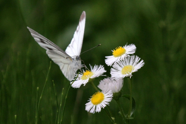 f:id:digibirds:20120613160859j:image