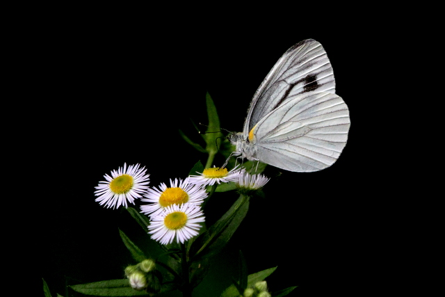 f:id:digibirds:20120613160900j:image
