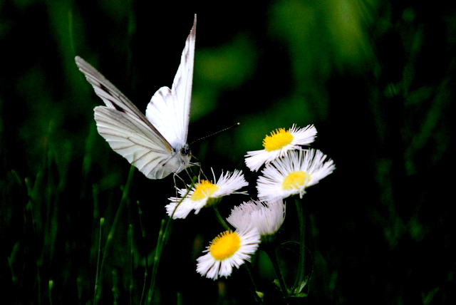 f:id:digibirds:20120613160901j:image