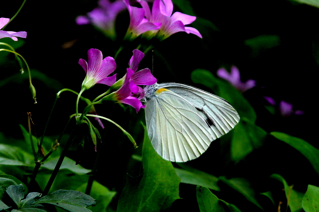 f:id:digibirds:20120613160902j:image