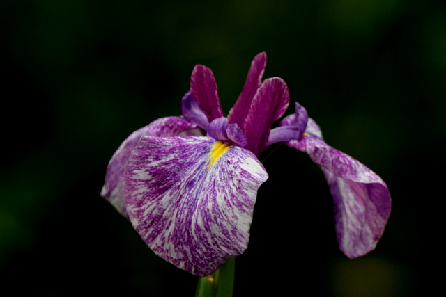 f:id:digibirds:20120615011445j:image