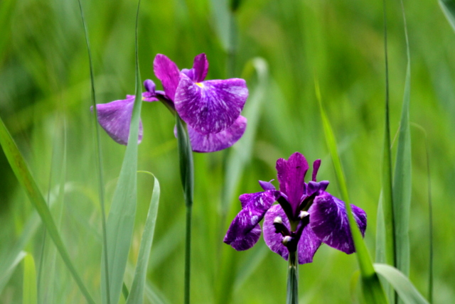 f:id:digibirds:20120615011945j:image