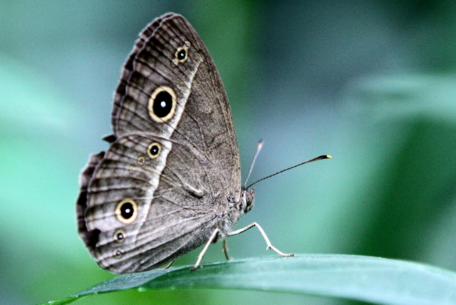 f:id:digibirds:20120615234657j:image
