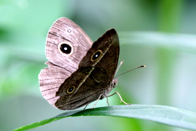 f:id:digibirds:20120615234658j:image