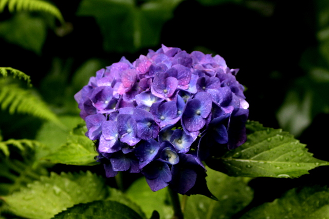 f:id:digibirds:20120616214741j:image