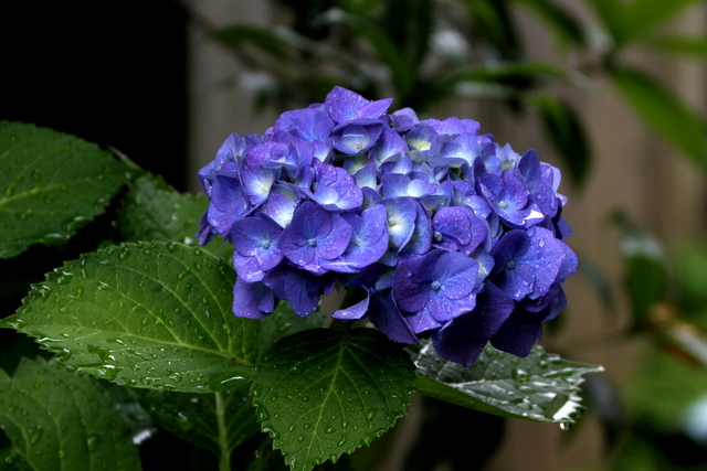 f:id:digibirds:20120616214743j:image