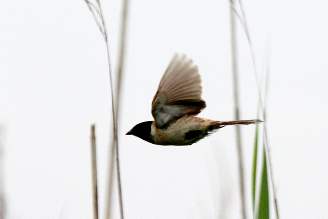 f:id:digibirds:20120617235556j:image