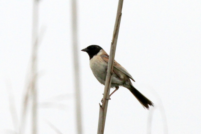 f:id:digibirds:20120617235557j:image