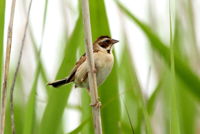 f:id:digibirds:20120618143934j:image