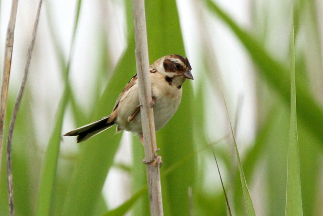 f:id:digibirds:20120618143935j:image