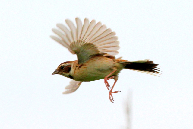 f:id:digibirds:20120618143937j:image
