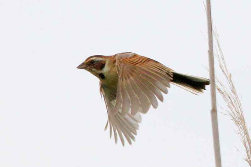 f:id:digibirds:20120618143938j:image